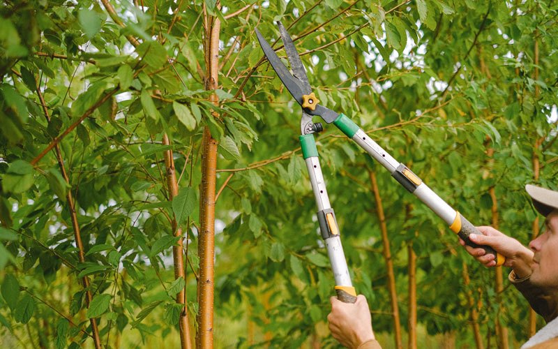 Tree trimming in Cottonton, AL