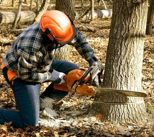 Tree Removal in Cottonton, AL